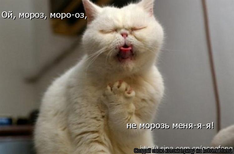 Котоматрица: Ой, мороз, моро-оз,  не морозь меня-я-я!