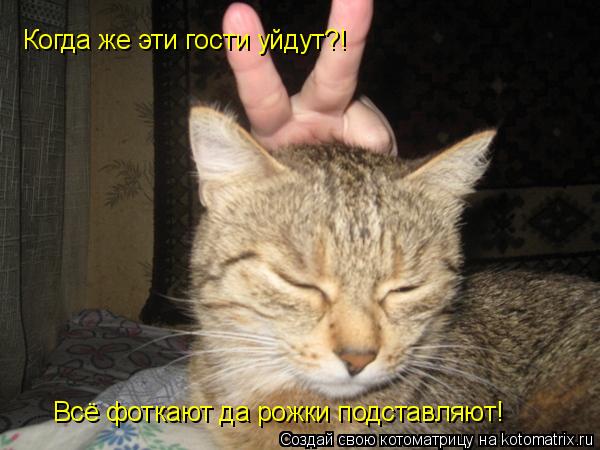 Котоматрица: Когда же эти гости уйдут?! Всё фоткают да рожки подставляют!