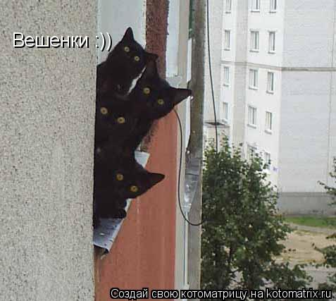 Котоматрица: Вешенки :))