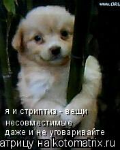 Котоматрица: даже и не уговаривайте несовместимые я и стриптиз - вещи