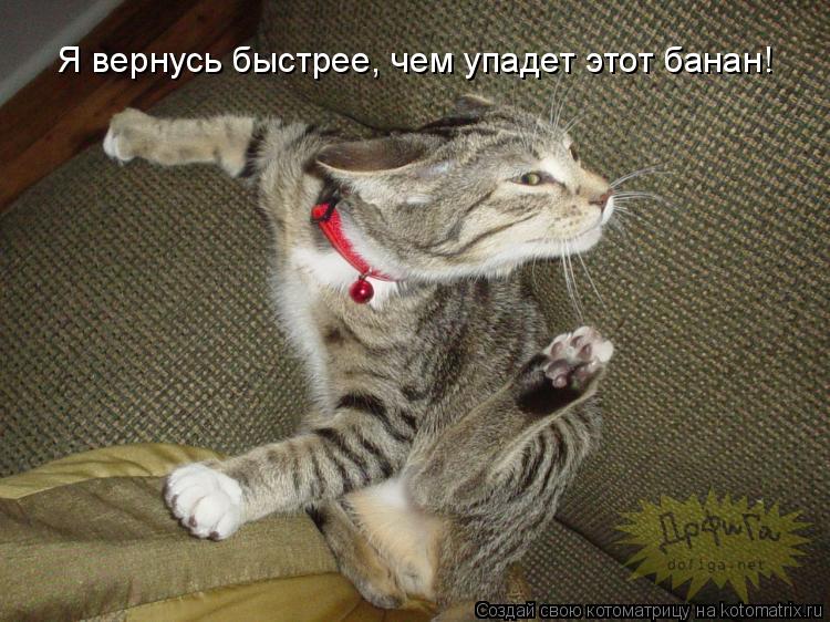 Котоматрица: Я вернусь быстрее, чем упадет этот банан!