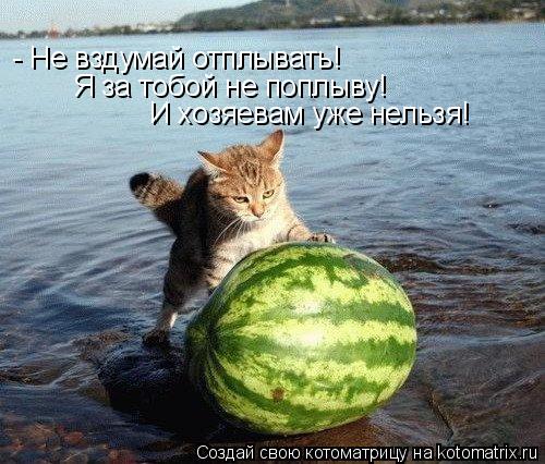 Котоматрица: - Не вздумай отплывать! Я за тобой не поплыву! И хозяевам уже нельзя!