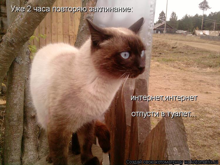 Котоматрица: Уже 2 часа повторяю заклинание: интернет,интернет  отпусти в туалет...