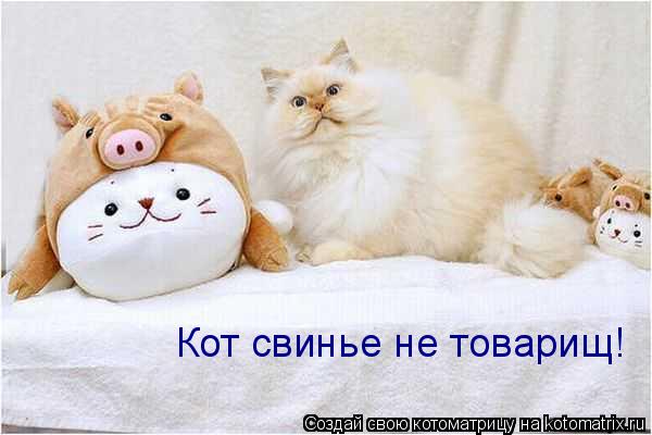 Котоматрица: Кот свинье не товарищ!