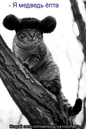 Котоматрица: - Я медведь ёпта