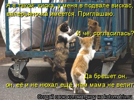 Котоматрица: валерьяночка имеется. Приглашаю. И чё, согласилась? Да брешет он, А я такой: киска, у меня в подвале вискас, он, её и не нюхал ещё, нам мама не ве