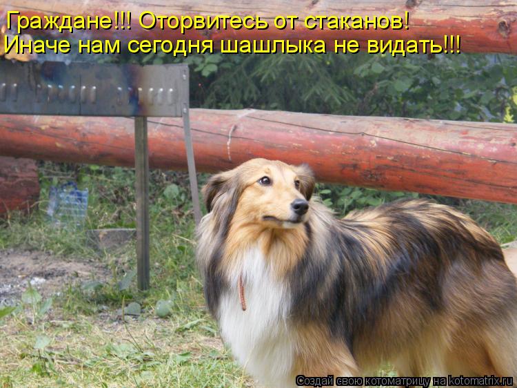 Граждане!!! Оторвитесь от стаканов! Иначе нам сегодня шашлыка не видать!!!... Котоматрица: Граждане!!! Оторвитесь от стаканов! Иначе нам сегодня шашлыка не видать!!!