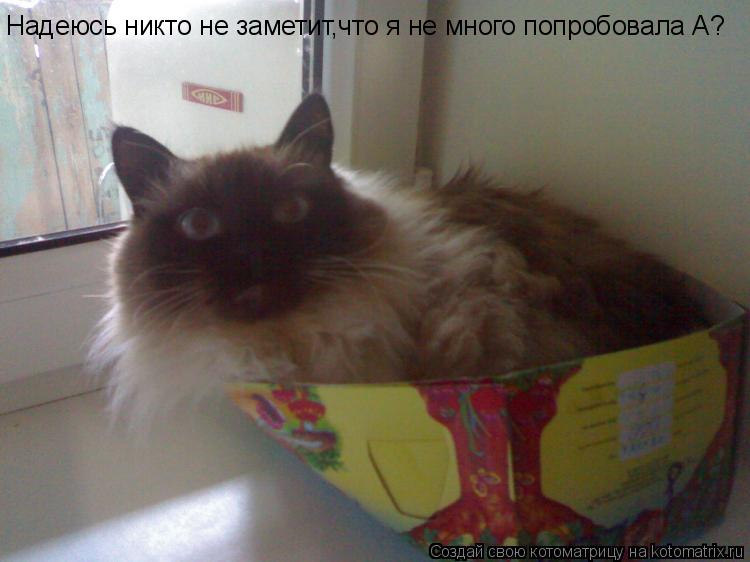 Котоматрица: Надеюсь никто не заметит,что я не много попробовала А?