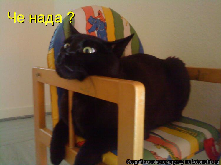 Котоматрица: Че нада ?