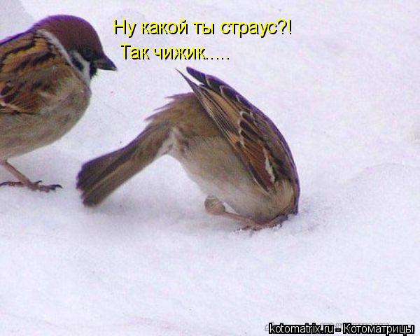 Котоматрица: Ну какой ты страус?! Так чижик.....