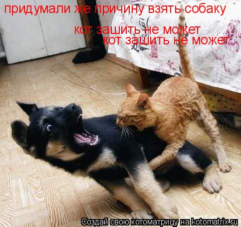 Котоматрица: придумали же причину взять собаку кот зашить не может кот зашить не может