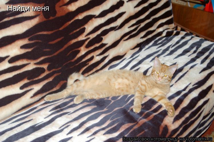 Котоматрица: Найди меня
