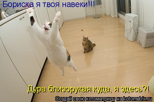 Котоматрица: Бориска я твоя навеки!!! Дура близорукая куда, я здесь?!