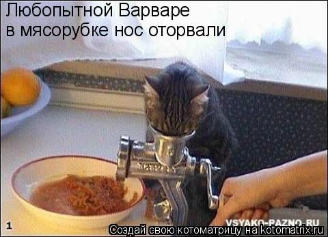 Котоматрица: Любопытной Варваре в мясорубке нос оторвали