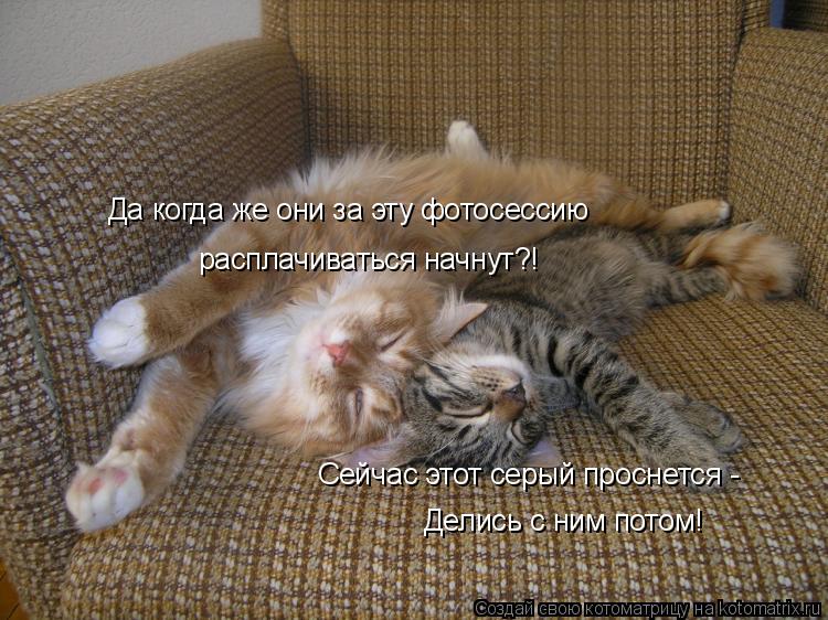 Котоматрица: Да когда же они за эту фотосессию расплачиваться начнут?! Сейчас этот серый проснется - Делись с ним потом!