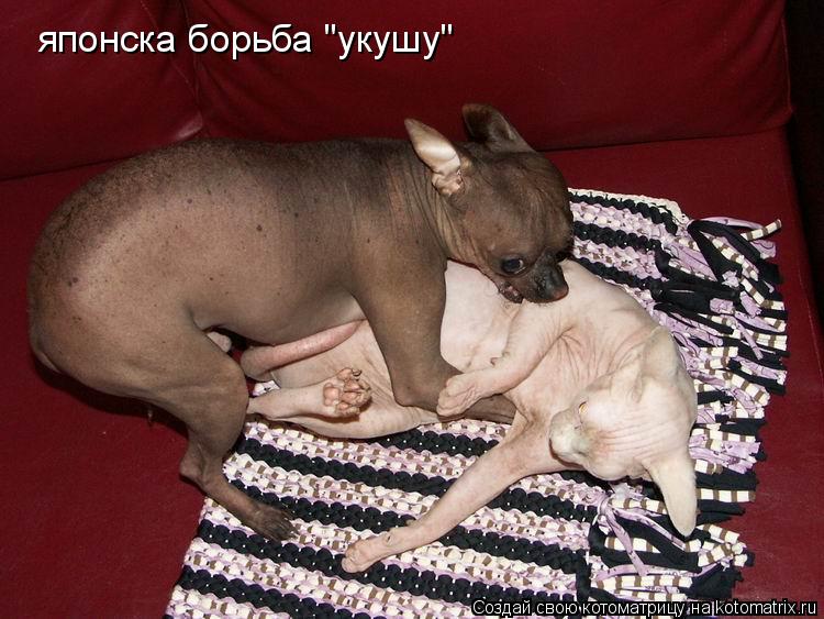 Котоматрица: японска борьба "укушу"