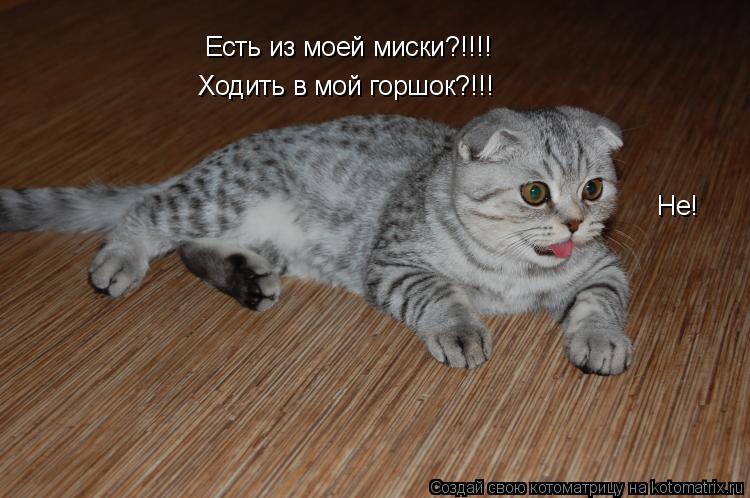 Котоматрица: Есть из моей миски?!!!! Ходить в мой горшок?!!! Не!