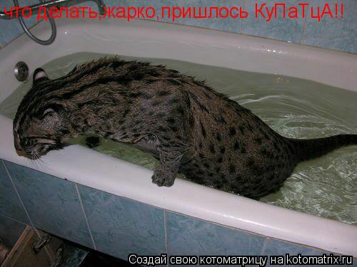 Котоматрица: что делать,жарко,пришлось КуПаТцА!!