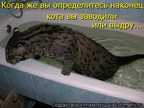 Котоматрица: кота вы заводили или выдру... Когда же вы определитесь наконец -