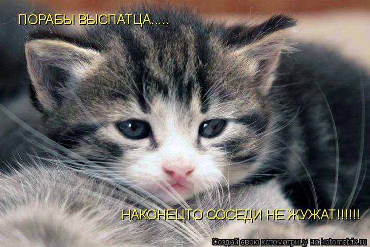 Котоматрица: ПОРАБЫ ВЫСПАТЦА..... НАКОНЕЦТО СОСЕДИ НЕ ЖУЖАТ!!!!!!
