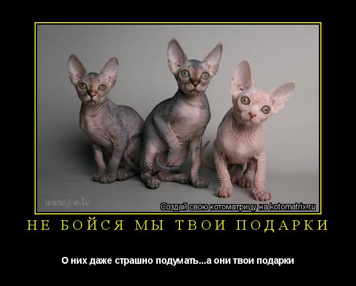 Котоматрица: не бойся мы твои подарки О них даже страшно подумать...а они твои подарки