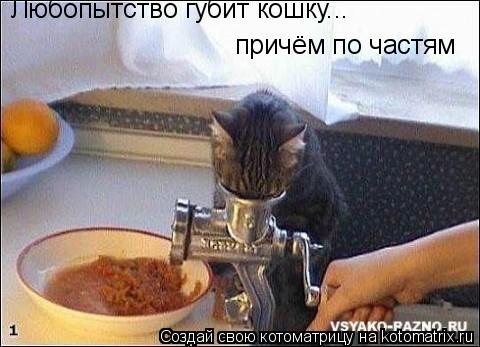 Котоматрица: Любопытство губит кошку... причём по частям