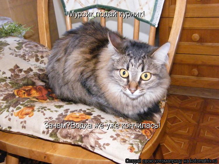 Котоматрица: Мурзик,подай курник! Зачем?Водка же уже кончилась!