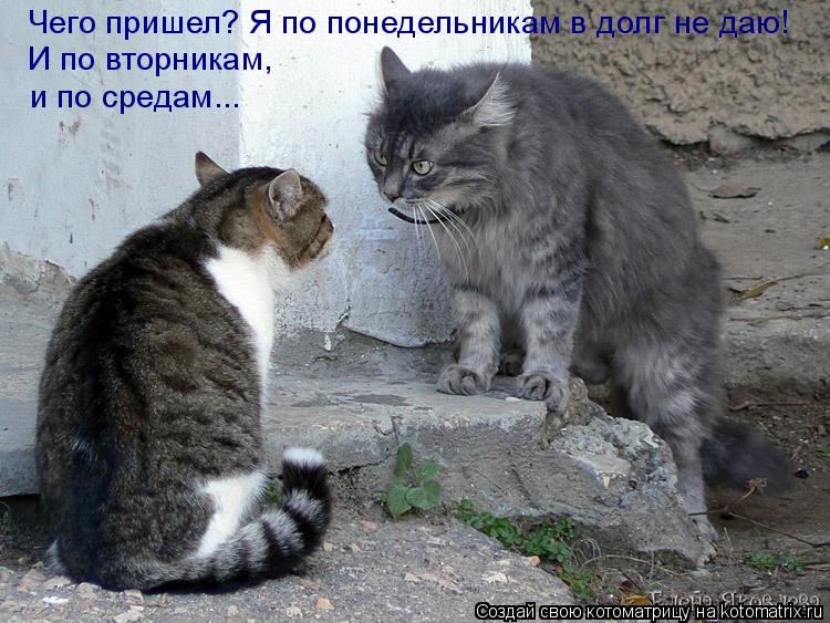 Котоматрица: Чего пришел? Я по понедельникам в долг не даю! И по вторникам,  и по средам...