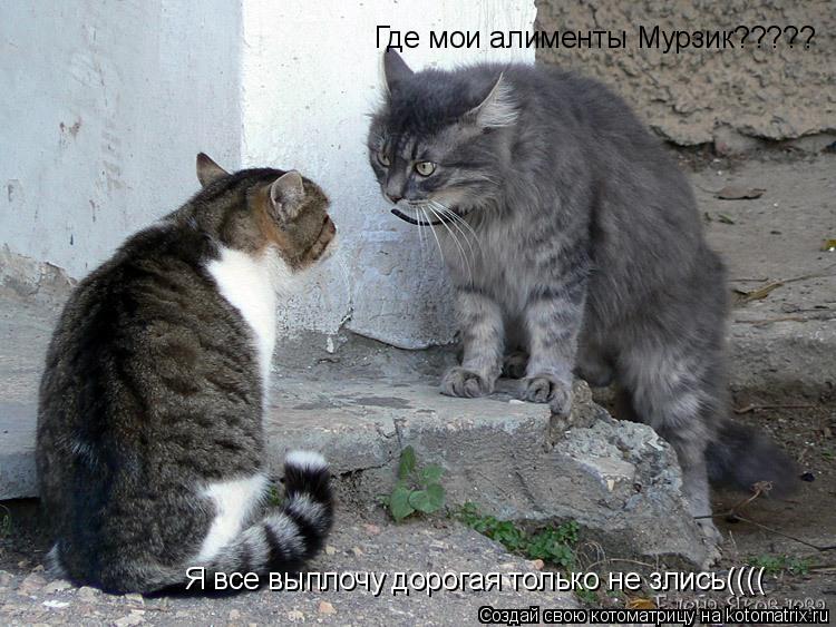 Котоматрица: Где мои алименты Мурзик????? Я все выплочу дорогая только не злись((((