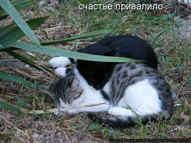 Котоматрица: счастье привалило