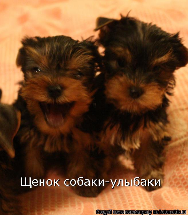 Котоматрица: Щенок собаки-улыбаки