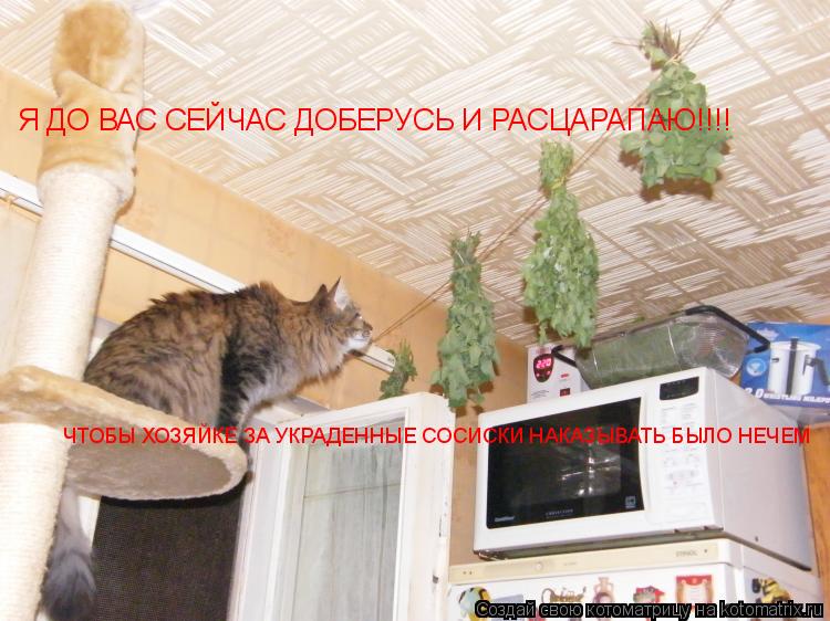 Котоматрица: Я ДО ВАС СЕЙЧАС ДОБЕРУСЬ И РАСЦАРАПАЮ!!!!     ЧТОБЫ ХОЗЯЙКЕ ЗА УКРАДЕННЫЕ СОСИСКИ НАКАЗЫВАТЬ БЫЛО НЕЧЕМ