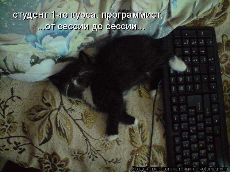 Котоматрица: студент 1-го курса. программист. ...от сессии до сессии...