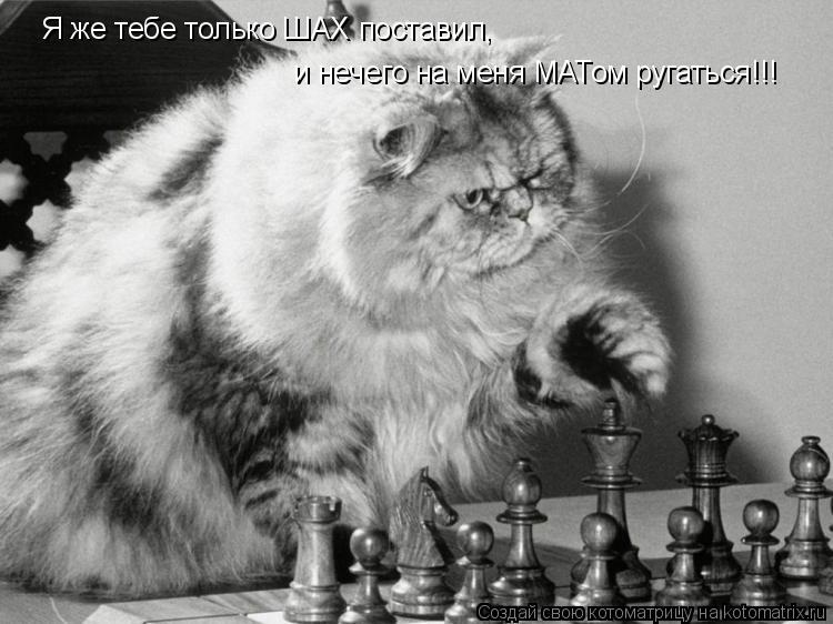 Я же тебе только ШАХ поставил, и нечего на меня МАТом ругаться!!!... Котоматрица: Я же тебе только ШАХ поставил, и нечего на меня МАТом ругаться!!!