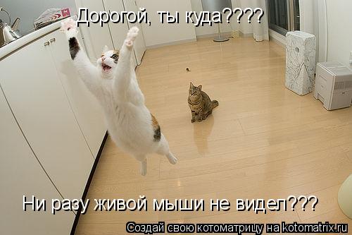 Котоматрица: Дорогой, ты куда???? Ни разу живой мыши не видел???