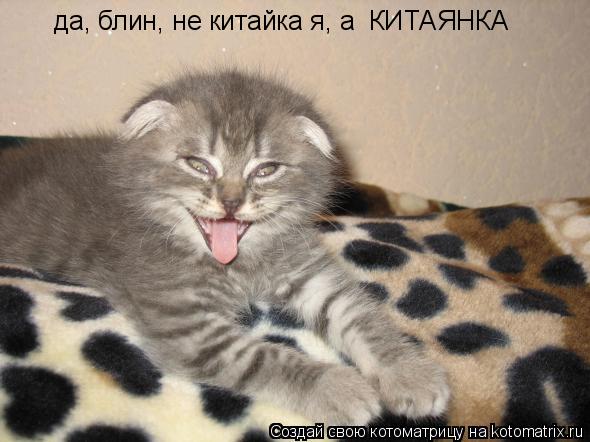 да, блин, не китайка я, а КИТАЯНКА... Котоматрица: да, блин, не китайка я, а КИТАЯНКА