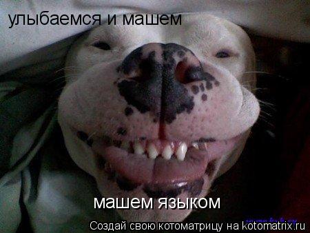 улыбаемся и машем машем языком... Котоматрица: улыбаемся и машем машем языком