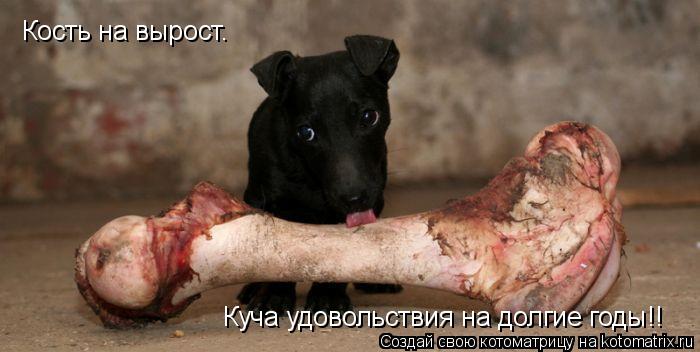 Кость на вырост. Куча удовольствия на долгие годы!!... Котоматрица: Кость на вырост. Куча удовольствия на долгие годы!!