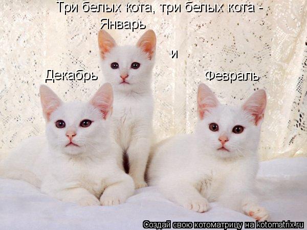 Три белых кота, три белых кота - Январь и Февраль Декабрь... Котоматрица: Три белых кота, три белых кота - Январь и Февраль Декабрь