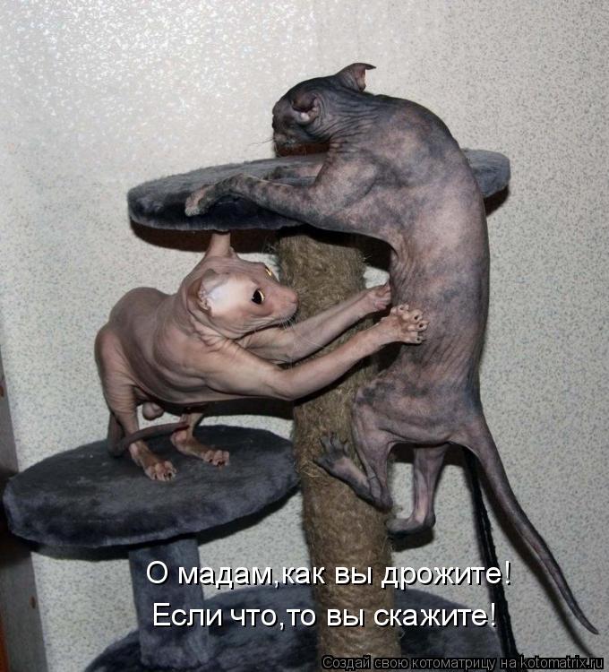 О мадам,как вы дрожите! Если что,то вы скажите!... Котоматрица: О мадам,как вы дрожите! Если что,то вы скажите!