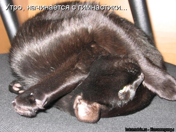 Утро, начинается с гимнастики...... Котоматрица: Утро, начинается с гимнастики...