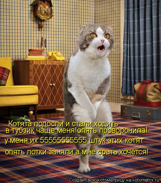 Котоматрица: Котята подосли и стали ходить  в тубзик чаще меня!опять проворонила! у меня их 55555555555 штук этих котят опять лотки заняли а мне срать хочется!