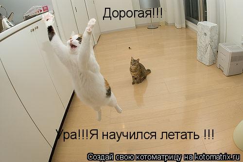 Котоматрица: Ура!!!Я научился летать !!! Дорогая!!!