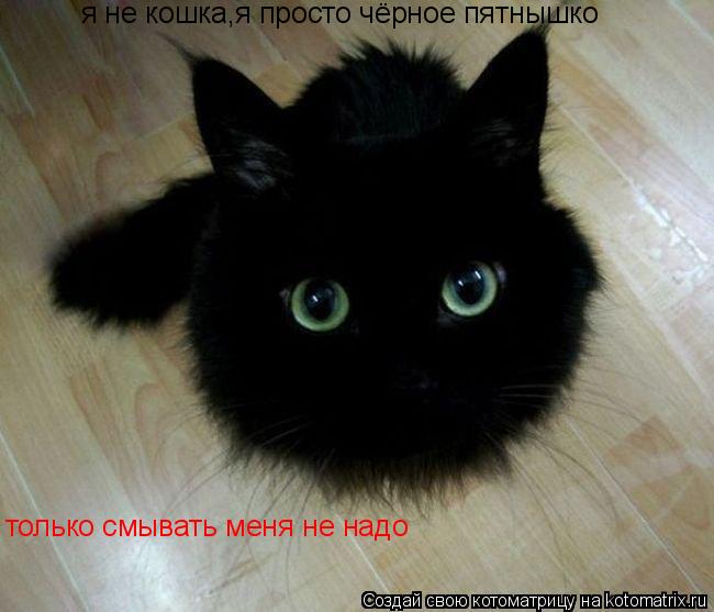 Котоматрица: я не кошка,я просто чёрное пятнышко только смывать меня не надо