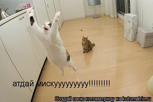 Котоматрица: атдай мискууууууууу!!!!!!!!!