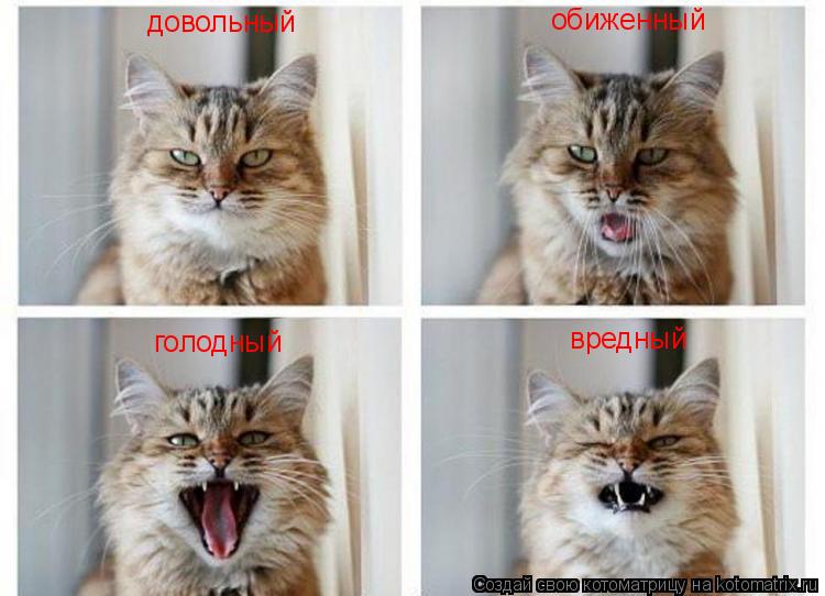 Котоматрица: довольный обиженный  голодный вредный