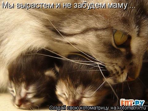Котоматрица: Мы вырастем и не забудем маму ...