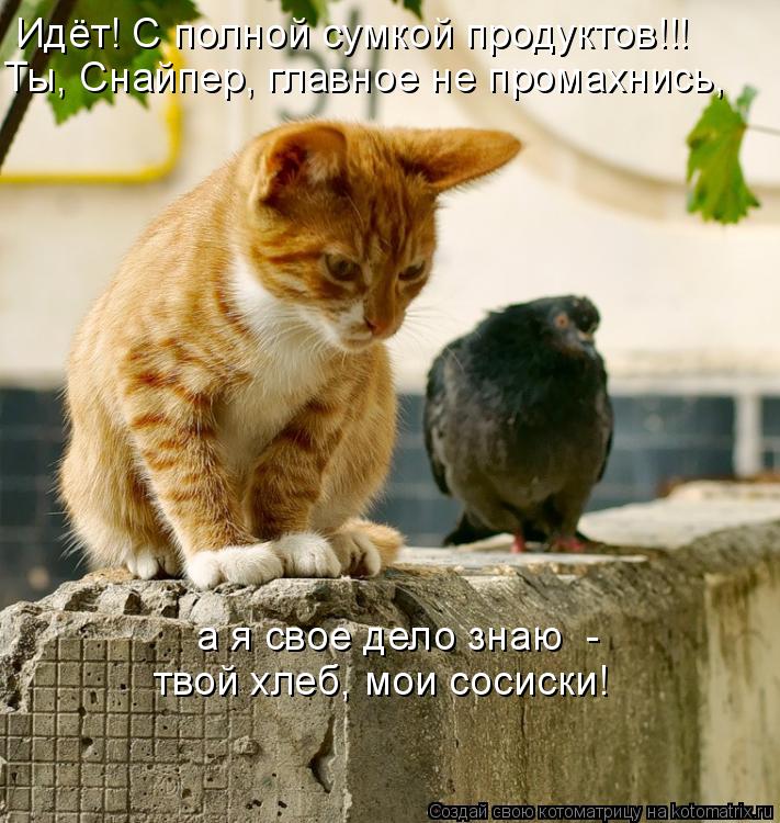 Идёт! С полной сумкой продуктов!!! Ты, Снайпер, главное не промахнись, а я свое дело знаю - твой хл... Котоматрица: Идёт! С полной сумкой продуктов!!! Ты, Снайпер, главное не промахнись, а я свое дело знаю - твой хлеб, мои сосиски!