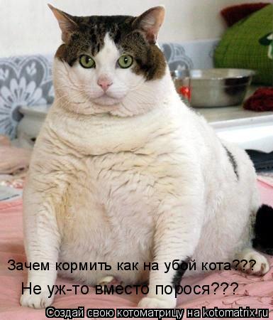 Котоматрица: Зачем кормить как на убой кота??? Не уж-то вместо порося???