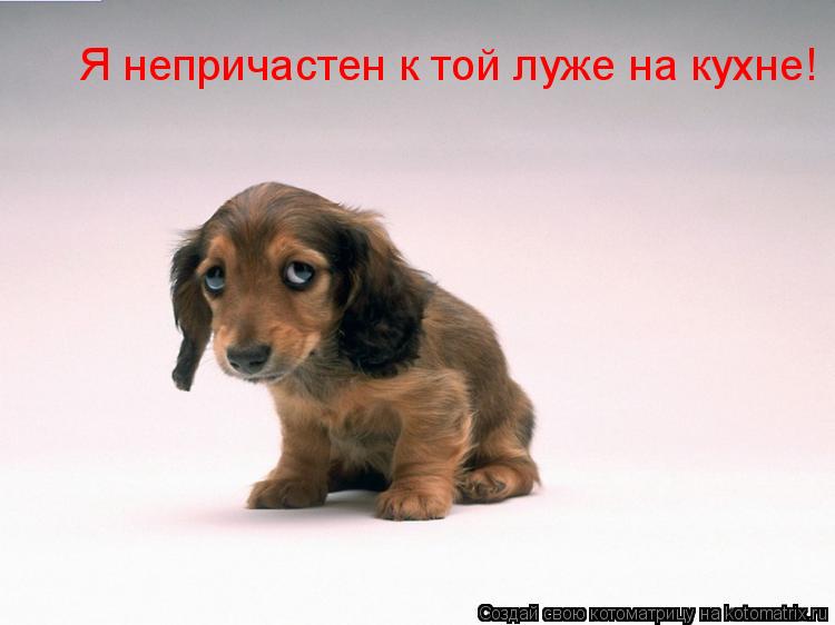 Котоматрица: Я непричастен к той луже на кухне!
